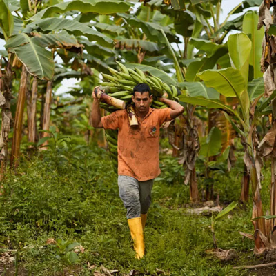 APEOSAE farmer with platanos